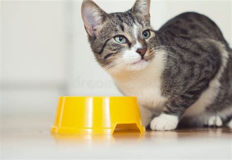 Cat Eating from Bowl at Home Stock Photo - Image of cuddly, floor: 133563482