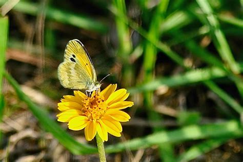 Dainty Sulphur Butterfly