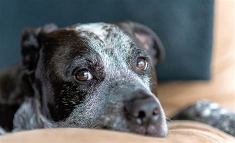 Greyhound Pitbull Mix: Greybull Pit