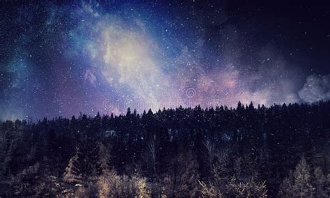 Night forest scene stock image. Image of infinite, dark - 116437997