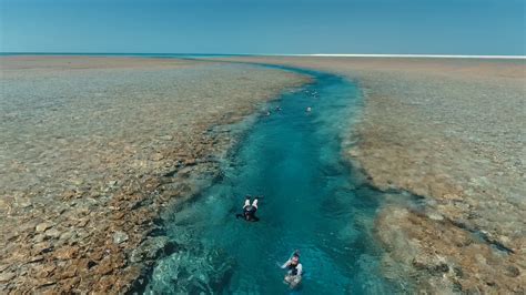 Snorkeling at the Rowley Shoals - YouTube