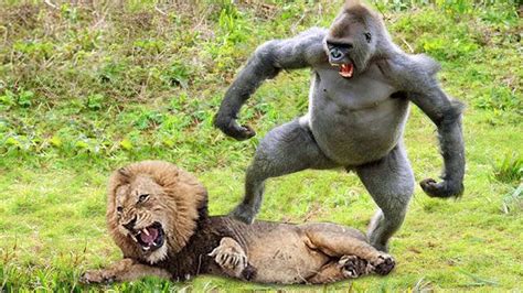 Baboon Failed To Protect Children - Baboon Avenged Leopard And Lion - Baboon vs Leopard ...