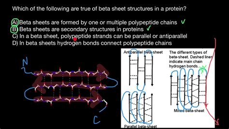 Parallel vs antiparallel beta-sheets - YouTube