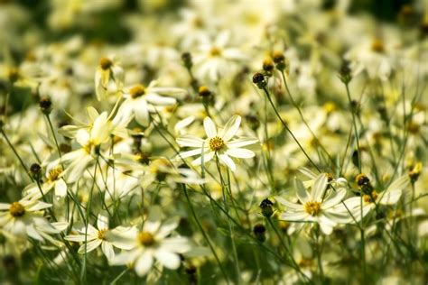 50 Unique Native Florida Flowers and Plants - Petal Republic