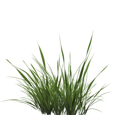 Tall Grass Texture Alpha #44173 - Free Icons and PNG Backgrounds