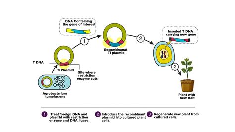 Which type of restriction enzymes are used in recombinant DNA technology?