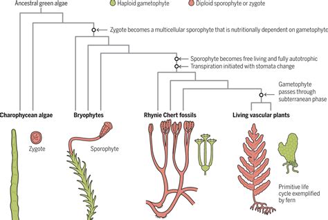 How land plant life cycles first evolved | Science