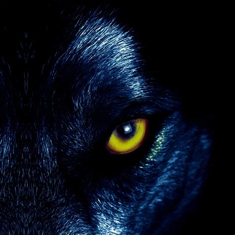 Wolf Eyes Wallpapers - Top Free Wolf Eyes Backgrounds - WallpaperAccess