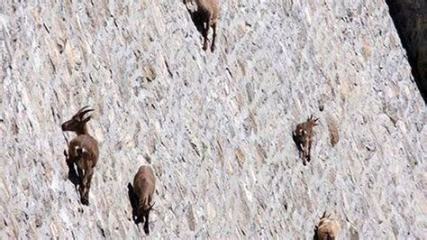 Goats Scale Dam, World Demands to Know Why | Outside Online