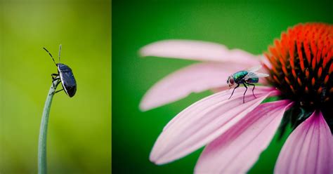 9 tips for macro insect photos – Mike's Camera Blog