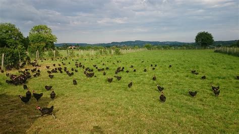 Notre ferme - ferme bio Bienvenue, vente de viandes de vaches et volailles bio. Les Herbiers en ...