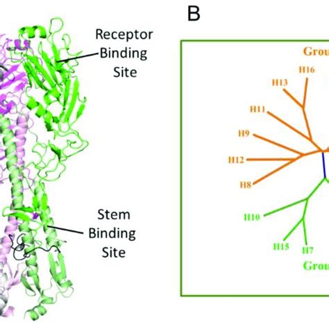 (A) Structure and (B) phylogenetic tree of hemagglutinin. | Download ...