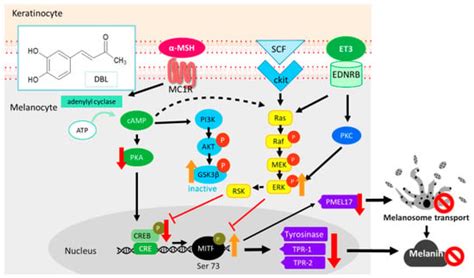 IJMS | Free Full-Text | The Anti-Melanogenesis Effect of 3,4-Dihydroxybenzalacetone through ...