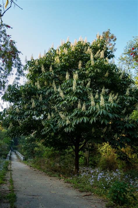 A Shot of Horse Chestnut Tree in Full Bloom with Flowers, Aesculus ...