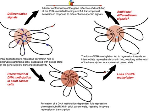 The “loopiness” of chromatin around a target gene influences the gene's... | Download Scientific ...