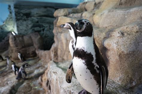 Aquarium of Niagara 'Penguin Days': Themed weekend promotes awareness & action for vulnerable ...