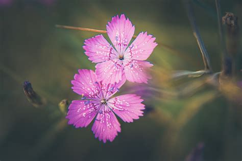 Carnation Nature Flower - Free photo on Pixabay - Pixabay