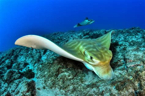 Raya toro • Aetomylaeus bovinus • Ficha de pez