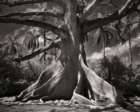 Ancient Trees Around The World Photographed Over A 14 Year Period