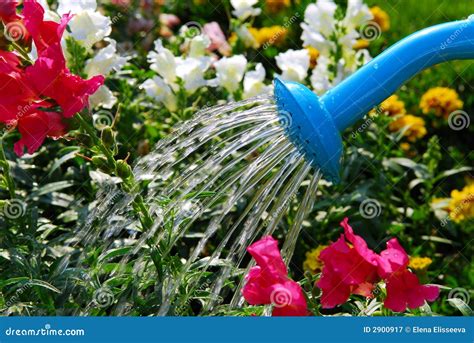 Watering Flowers Royalty Free Stock Photography - Image: 2900917