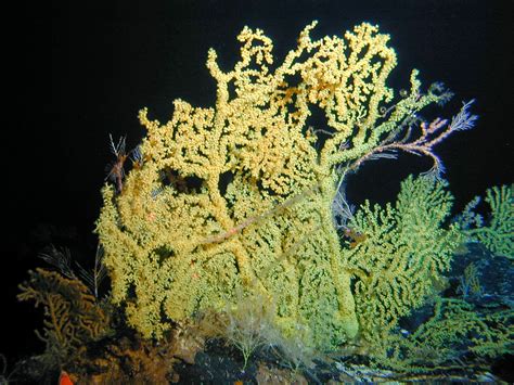 Deep-sea corals record dramatic long-term shift in Pacific Ocean ecosystem