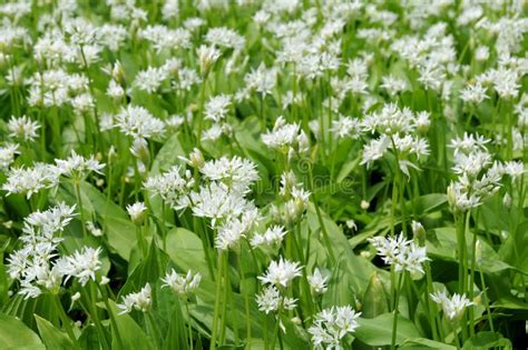 Flowering ramsons stock image. Image of umbels, grow - 53782993