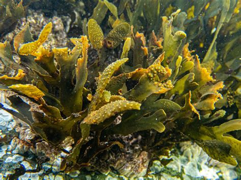 Brown Algae—Seaweed—PNW Ocean Life—Species Identification — Edmonds ...