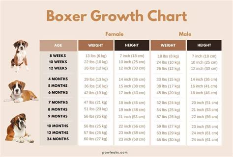 Boxer Growth Chart - Too Small or Just Right? | PawLeaks