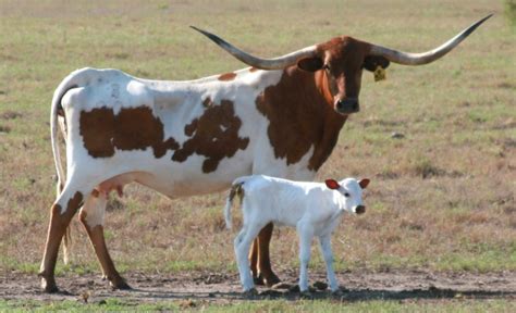 Texas Longhorn Bull | ... Texas Longhorn Female Cattle, Longhorn Breeding History, Longhorn ...