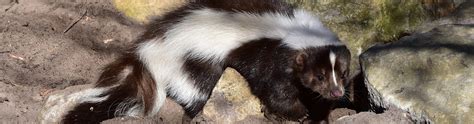 Skunk Removal - Get Rid of Skunks in Your Yard, Home, And Under Your Deck