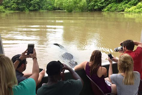 Atchafalaya Basin Swamp Tours!