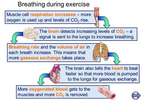 How The way we breath affects memory - Elite Weight Loss