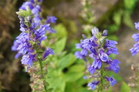 Hyssop Plant: The Aromatic Garden Herbs At A Glance - Gardender