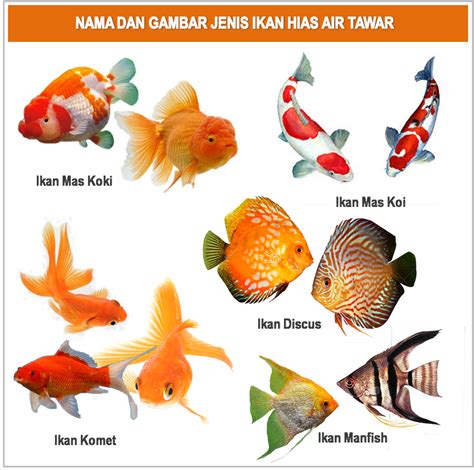 Jenis Ikan Hias Beserta Nama Latinnya - ikan peliharaan