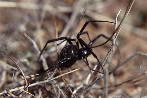 12 Common Spiders in Washington State - Wildlife Informer