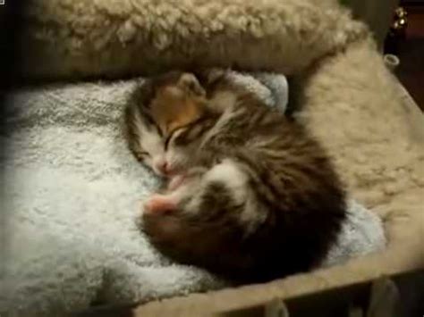 sleeping baby cat (kitten) - YouTube