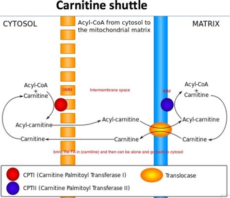 Carnitine Shuttle