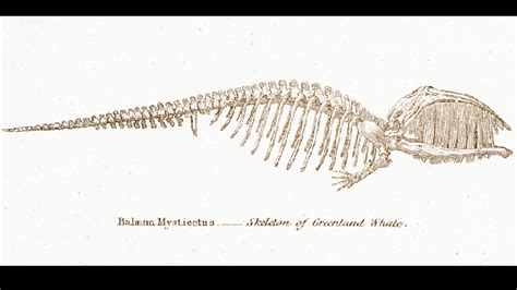 Baleen Whale Evolution - RiAus Education