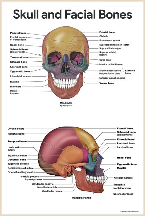 Skull and Facial Bones-Skeletal System Anatomy and Physiology for Nurses: nurseslabs.com ...