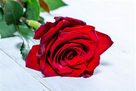 Red rose on white wooden table - Creative Commons Bilder