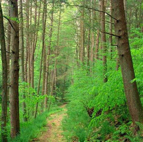 File:Weiser State Forest Walking Path.jpg