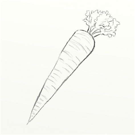 how to draw a carrot - Rosenda Mcfarlane