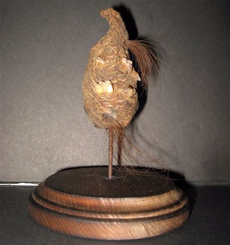 Mummified Teratoma Tumor Hair Teeth Dry Preserved Specimen Oddity Sideshow Gaff | #1817498505