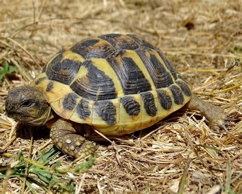 Small Animals Hunting Turtle Shells Hermann Approx 10 CM Long ...