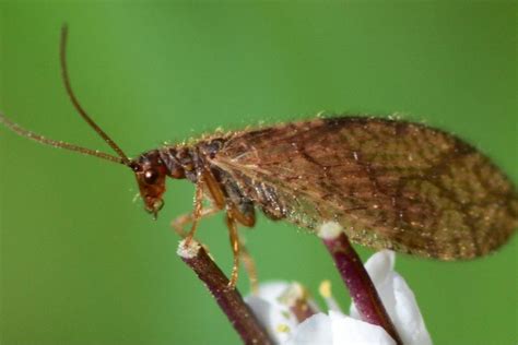 The Truth About Adult Lacewings: Biting Risks Explained