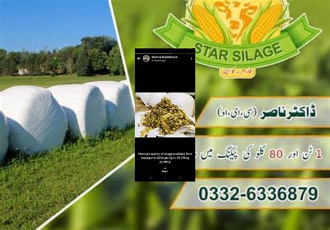 Highest Quality Maize Silage And Wheat Straw - AgriThing.com