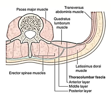 Thoracolumbar Fascia – Earth's Lab