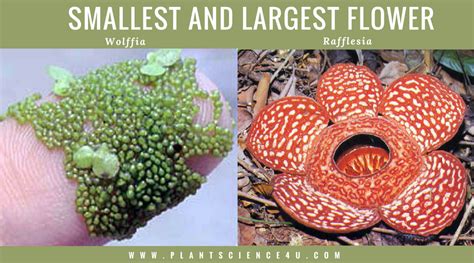 Smallest or Largest or Oldest : Some Interesting Plant Facts