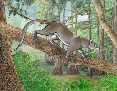 Miacis : r/prehistoricreatures