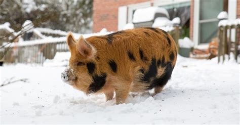 Kunekune Pigs As Pets: All You Need To Know | Pet Pig Pal